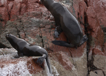 Морские котики на островах Бальестас – фотографии Перу