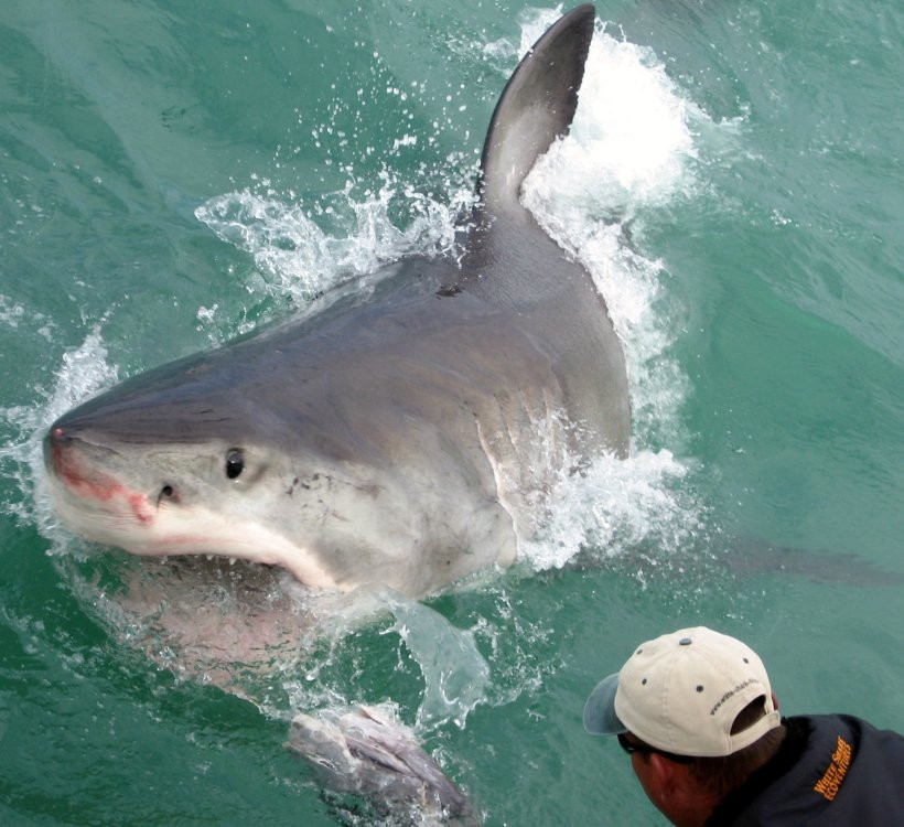 ЮАР, фото № 1604 – фотографии ЮАР