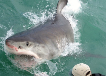 ЮАР, фото № 1604 – фотографии ЮАР