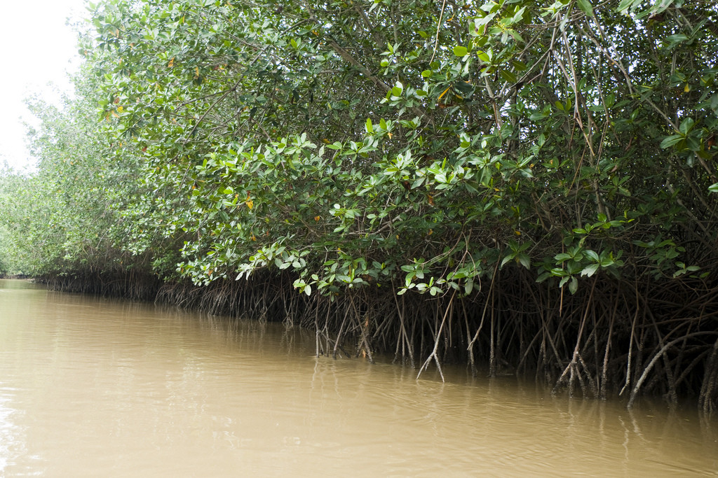 Мангровые заросли в окрестностях Тумбеса – фотографии Перу