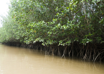Мангровые заросли в окрестностях Тумбеса – фотографии Перу