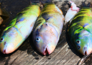 Шри-Ланка, фото № 2450 – фотографии Шри-Ланки