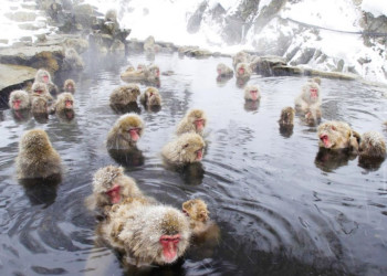 Парк обезьян Джигокудани (Jigokudani Monkey Park) – фотографии Японии