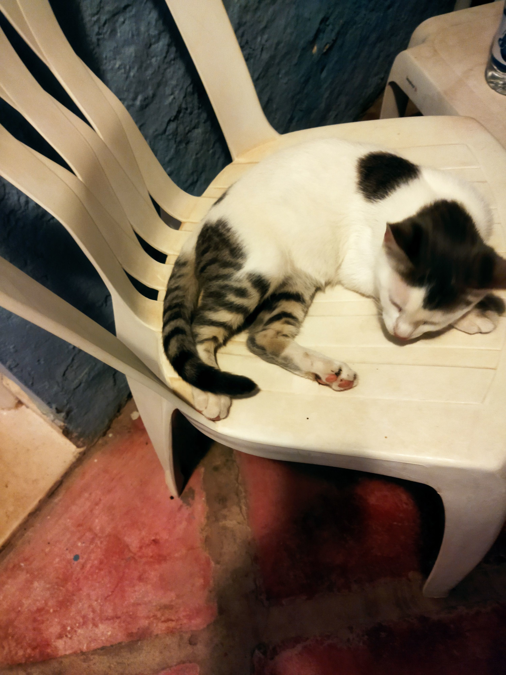 чудный котик из отеля – фотографии