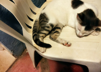 чудный котик из отеля – фотографии