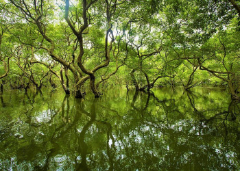 Сундарбаны (Sundarbans), крупнейший мангровый лес, фото 2 – фотографии Бангладеш