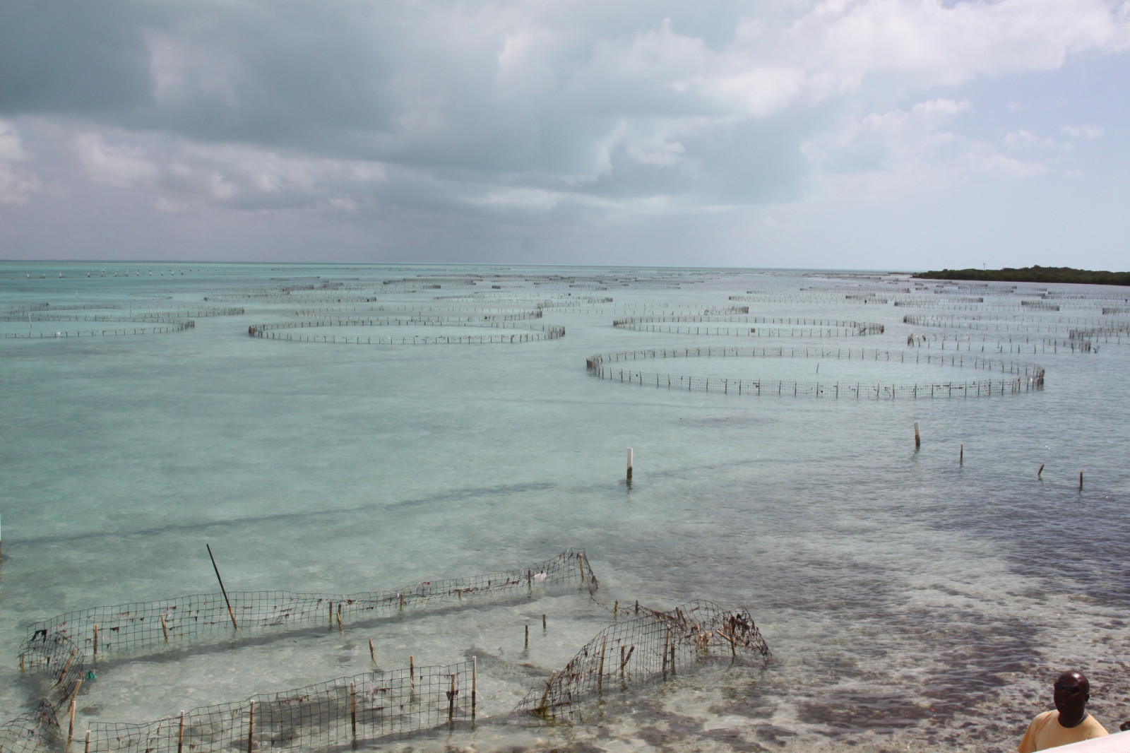 Ферма по выращиванию моллюсков на Провиденсиалесе – фотографии Тёркс и Кайкос