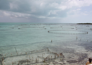 Ферма по выращиванию моллюсков на Провиденсиалесе – фотографии Тёркс и Кайкос
