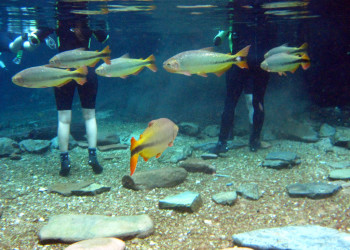 Река Прата (Rio da Prata) в Бониту – фотографии Бразилии