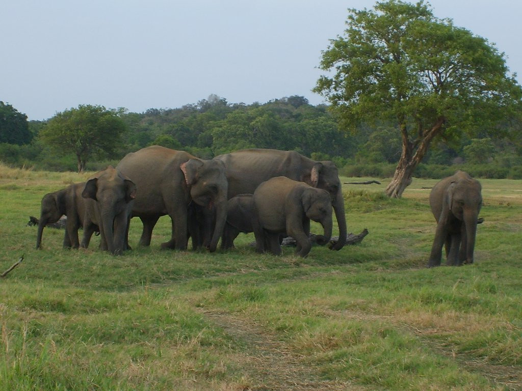Кандалама, Шри-Ланка, фото № 51274 – фотографии Шри-Ланки