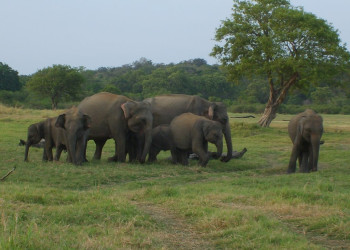 Кандалама, Шри-Ланка, фото № 51274 – фотографии Шри-Ланки