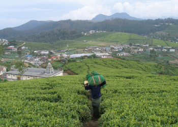 Нувара Элия, Шри-Ланка, фото № 52084 – фотографии Шри-Ланки