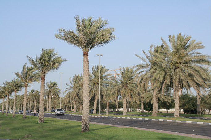 Абу-Даби, ОАЭ, фото № 60656 – фотографии ОАЭ