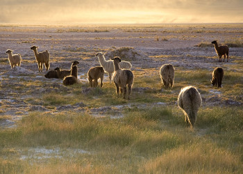 Lamas_in_the_sunset_San_Pedro_de_Atacama_Chile_Luc – фотографии Чили