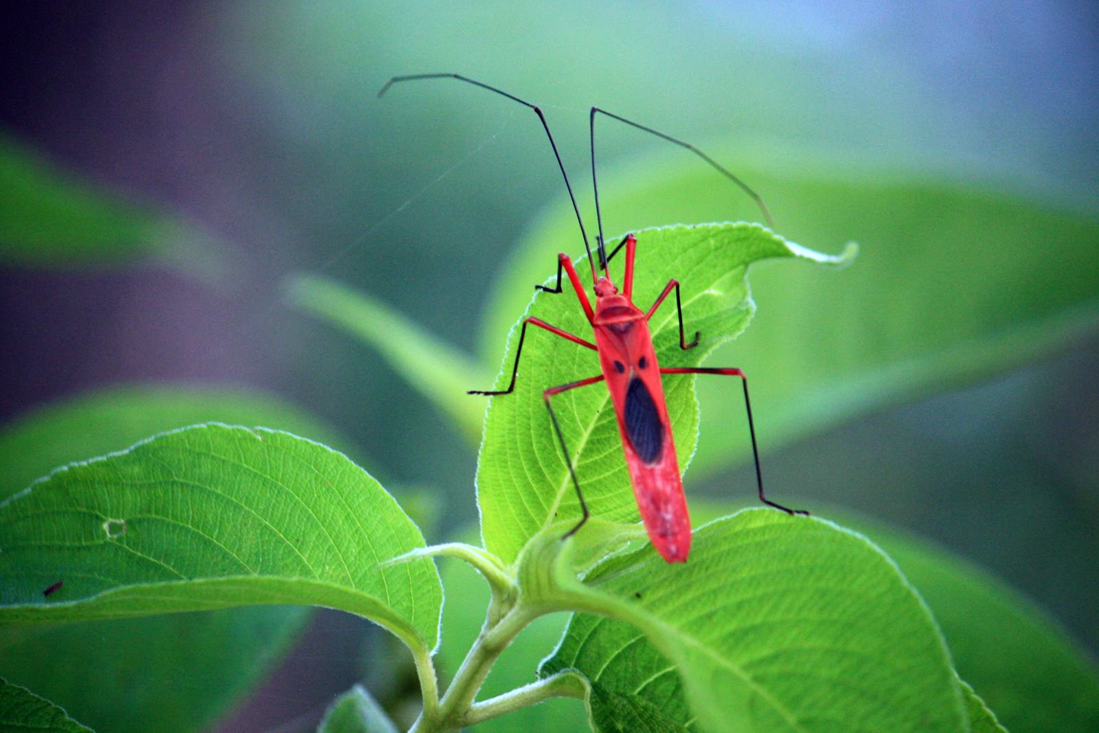 Читван Национальный Парк, Непал, фото № 79036 – фотографии Непала