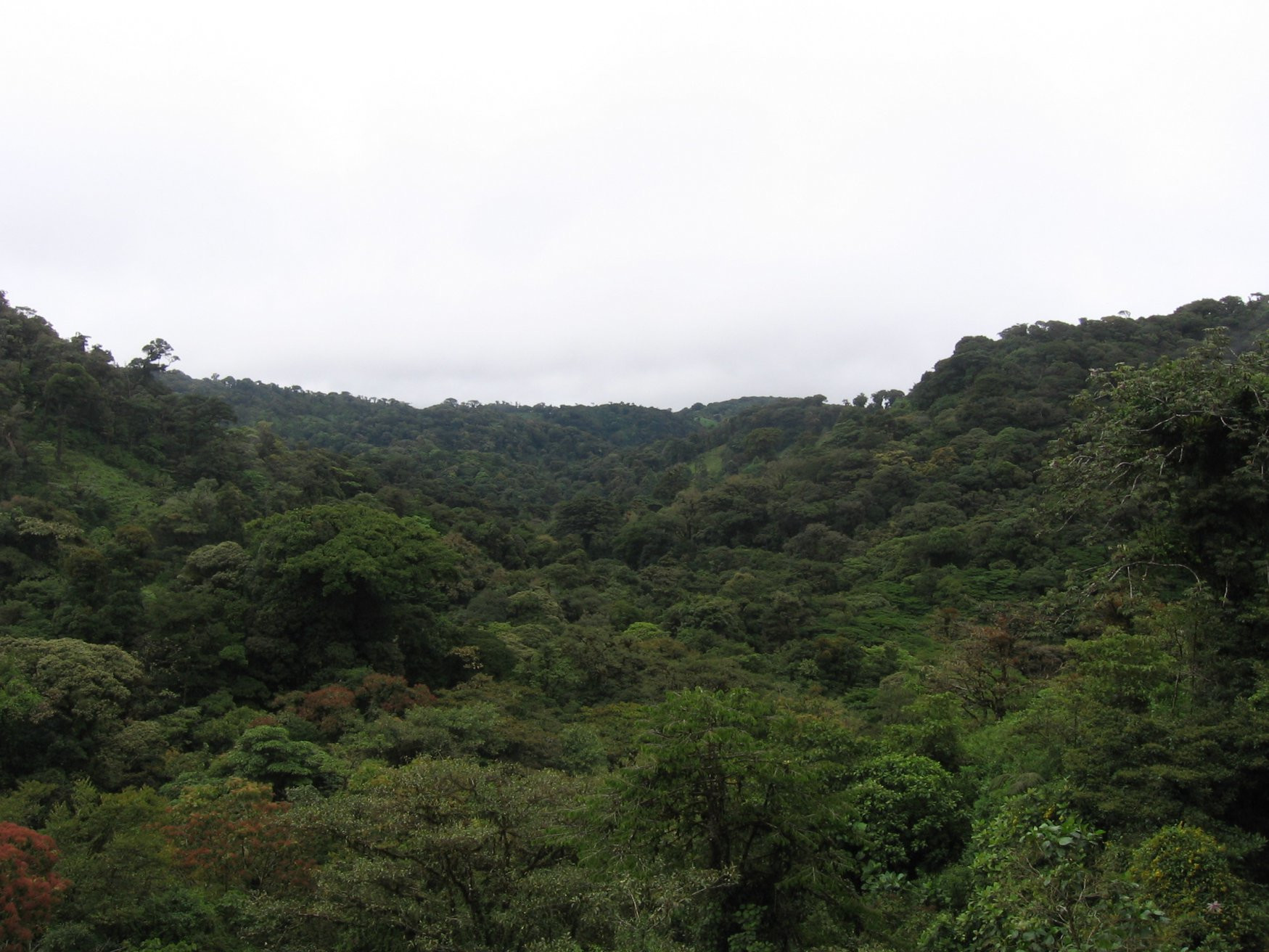 Монтеверде, Пунтаренас провинция, Коста-Рика, фото № 40749 – фотографии Коста-Рики