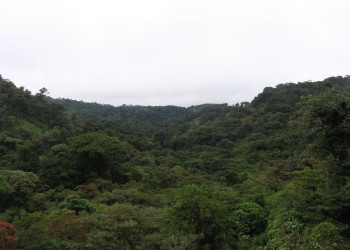 Монтеверде, Пунтаренас провинция, Коста-Рика, фото № 40749 – фотографии Коста-Рики