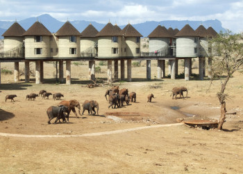 Sarova Salt Lick Game Lodge, Кения. Фото 1 – фотографии Кении