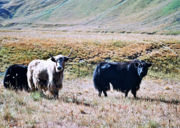 Киргизия, фото № 3105 – фотографии Киргизии