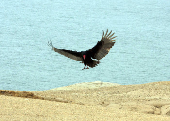 Птица в заповеднике Паракас – фотографии Перу