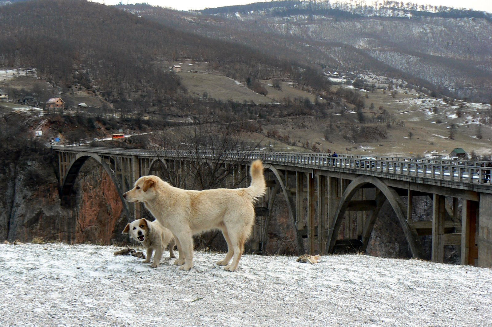 Тара Каньон – фотографии Черногории