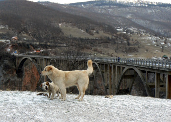 Тара Каньон – фотографии Черногории