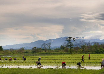 Плантация в Чианг-Рай, Тайланд – фотографии Таиланда