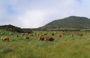Плень-де-Кафр, Реюньон, фото № 25631 – фотографии Реюньона