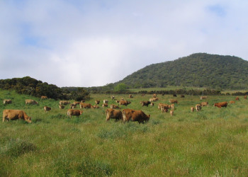 Плень-де-Кафр, Реюньон, фото № 25631 – фотографии Реюньона