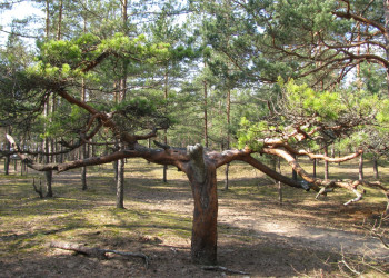 Окрестности Саулкрасты – фотографии Латвии