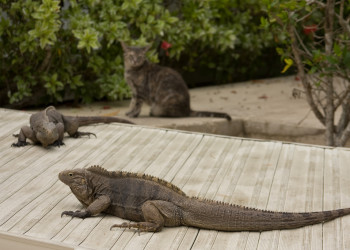 Игуаны на Литтл-Каймане. Фото 2 – фотографии Каймановых островов
