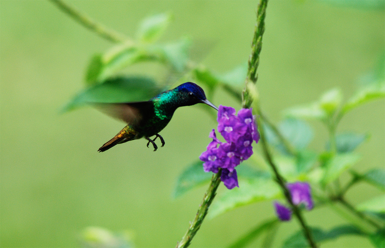 Колибри — самая маленькая птица в мире. Фотография 2 – фотографии Перу