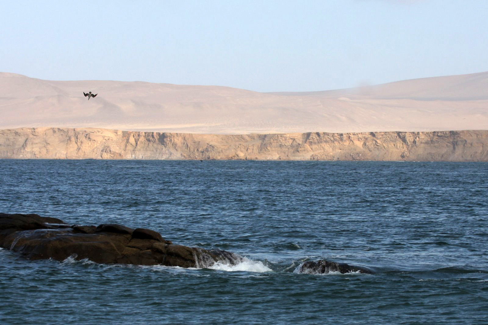 Морское побережье в заповеднике Паракас, Перу – фотографии Перу