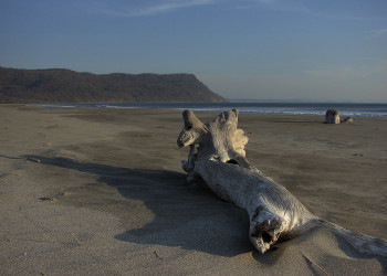 Санта Роза Национальный Парк, Гуанакасте провинция, Коста-Рика, фото № 39339 – фотографии Коста-Рики