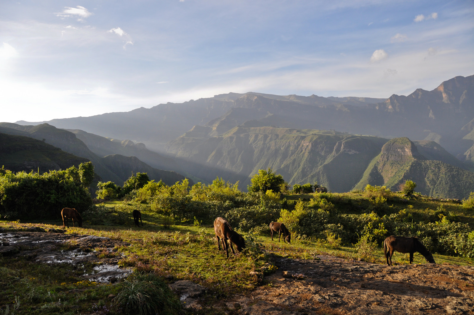Природа национального парка. Фото 1 – фотографии Эфиопии