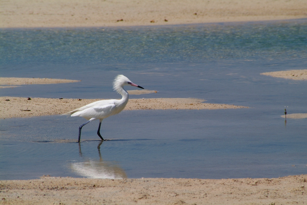 Птица на острове Андрос, Багамские острова – фотографии Багамских островов
