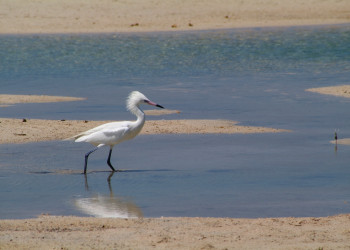Птица  на острове Андрос, Багамские острова – фотографии Багамских островов