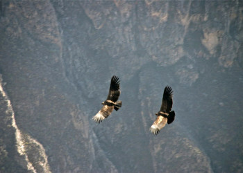 Кондоры в каньоне Колка – фотографии Перу