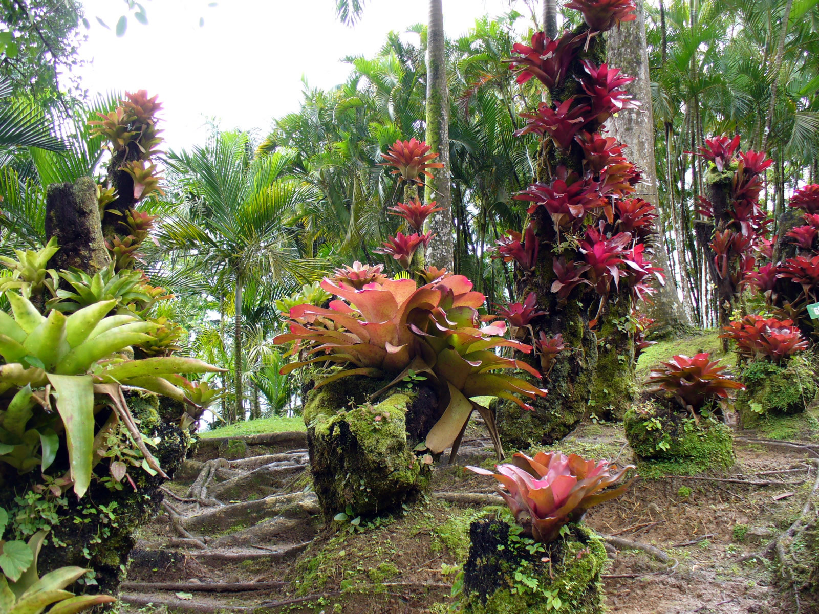 Ботанический сад Балата (Jardin de Balata) – фотографии Мартиники