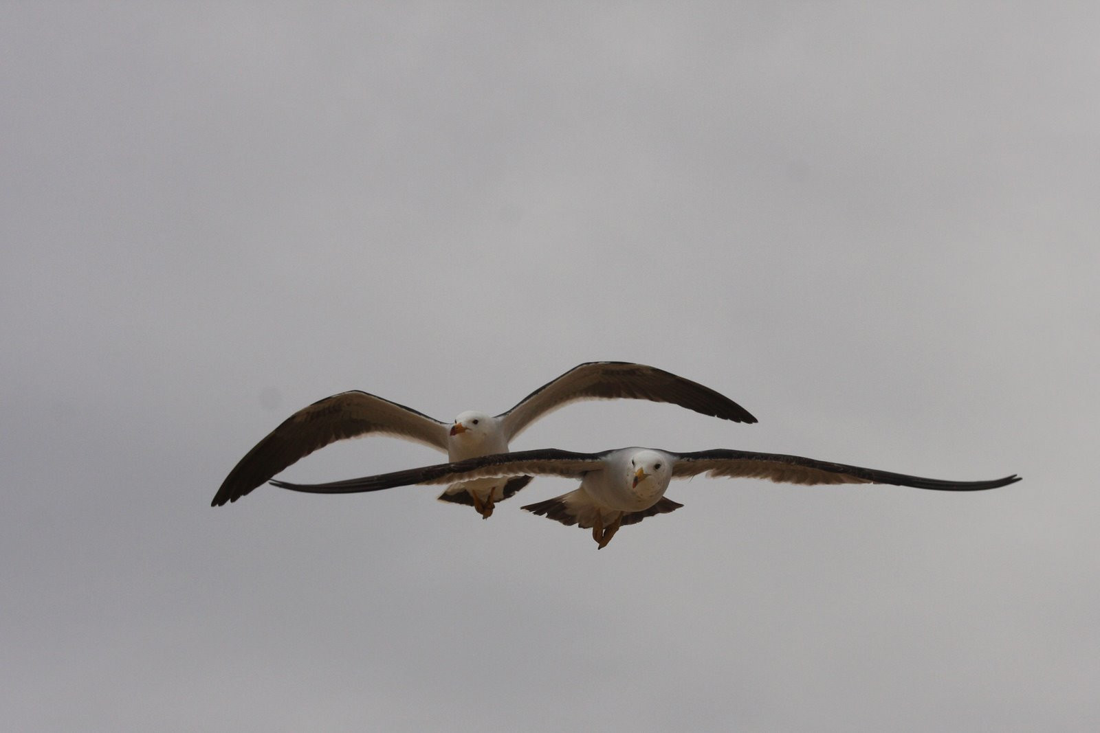 Чайки – фотографии Перу