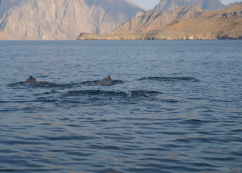 Мусандам, Оман, фото № 78068 – фотографии Омана