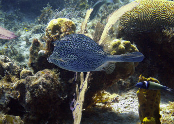 Дайвинг у Литтл-Каймана, Каймановы острова. Фото 3 – фотографии Каймановых островов