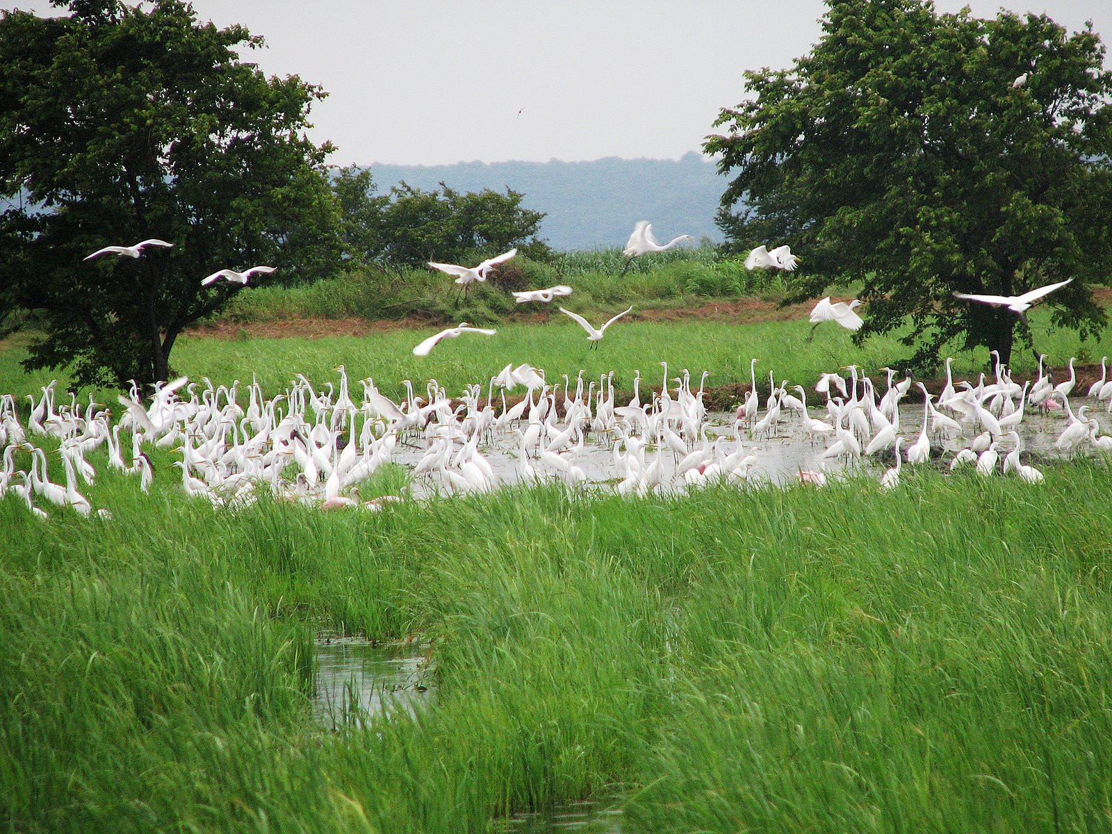 Коста-Рика, фото № 803 – фотографии Коста-Рики