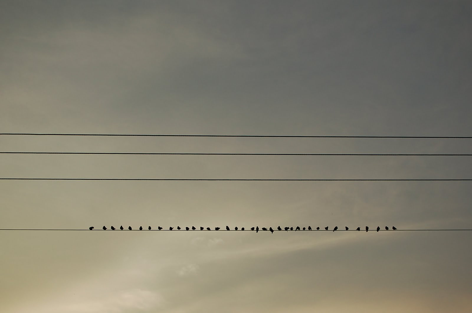 Стая птиц на проводах в Гватемале – фотографии Гватемалы