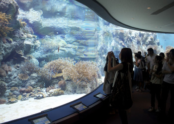 В океанариуме «Окинава Тюрауми» – фотографии Японии