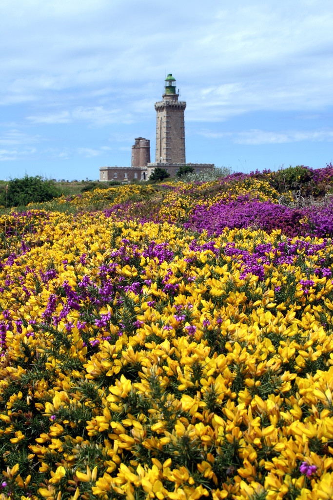 Цветы в Фреэль мысе, Франция – фотографии Франции