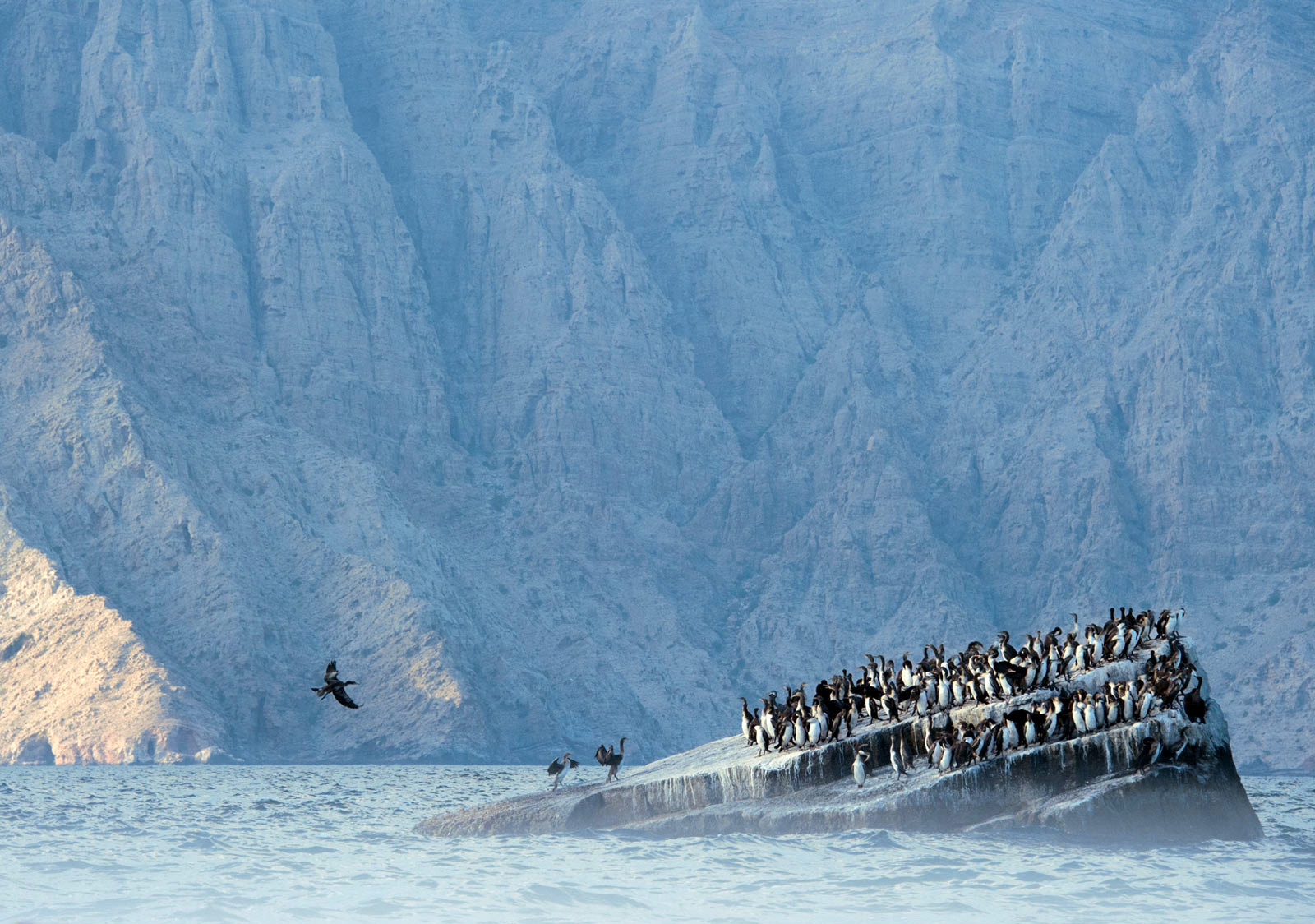 Остров Сокотра (Socotra) в Йемене. Фото 4 – фотографии Йемена