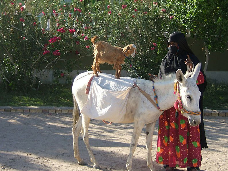 Луксор, Египет, фото № 35256 – фотографии Египта