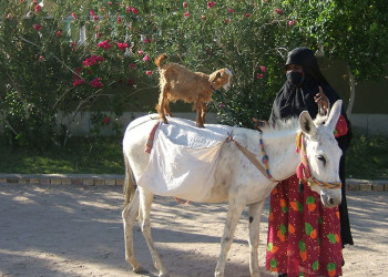 Луксор, Египет, фото № 35256 – фотографии Египта