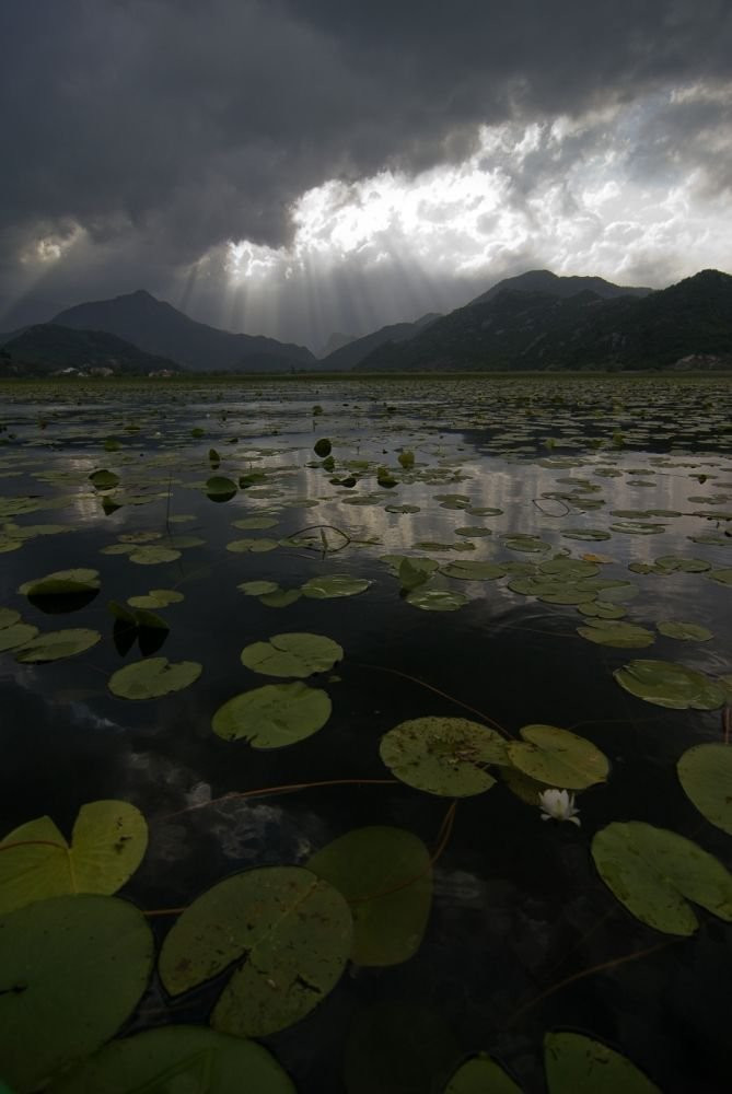 Скадарское озеро, Черногория. Фото 18 – фотографии Черногории